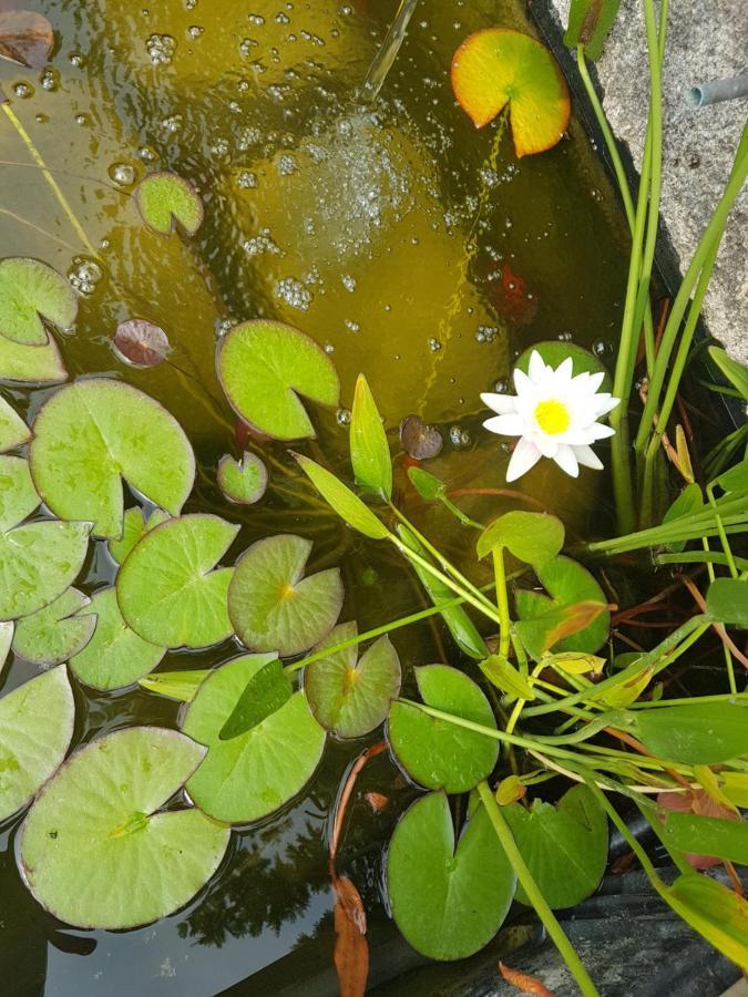 B&B La Terre Brulee Aigues-Mortes Buitenkant foto