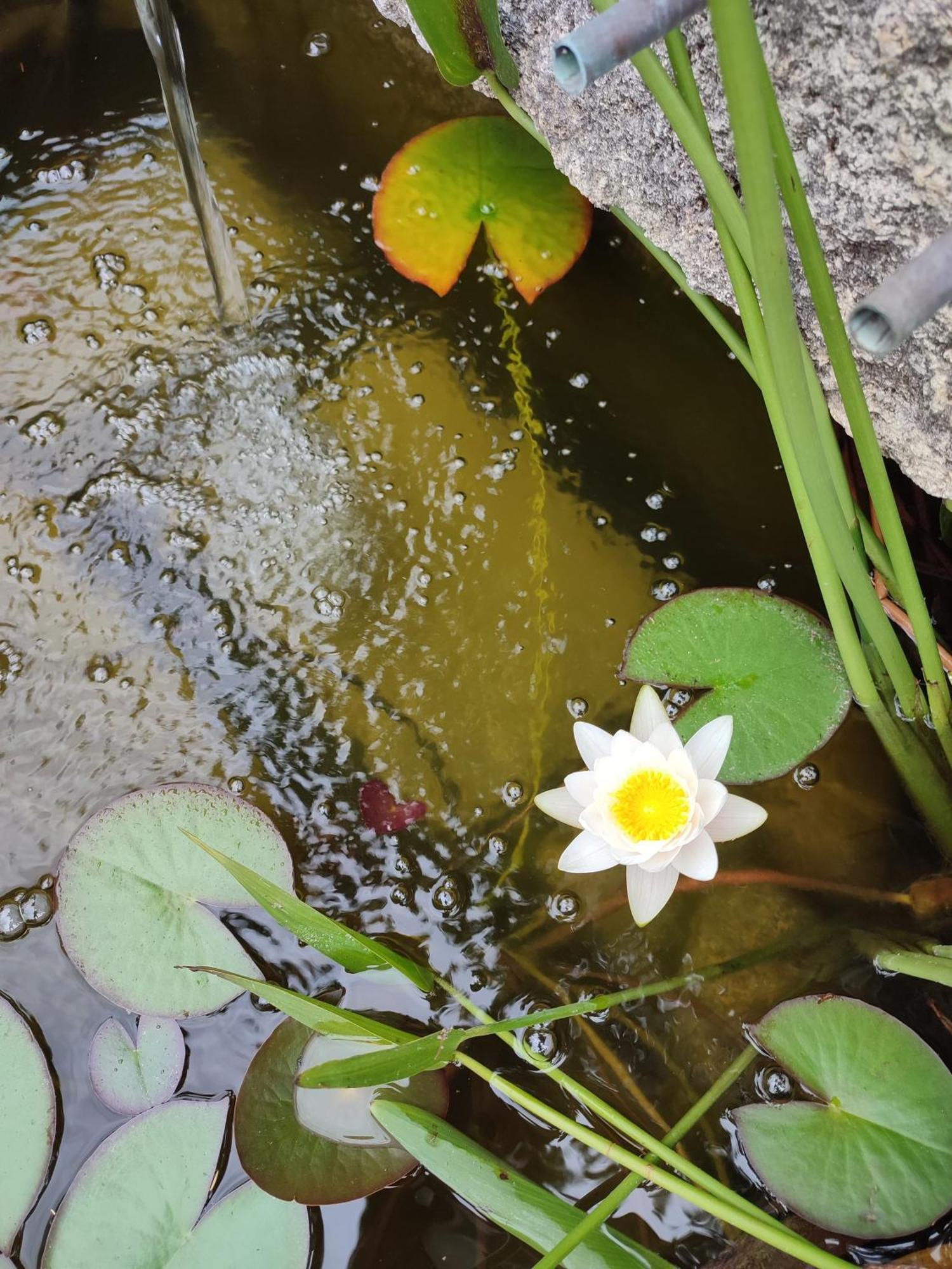 B&B La Terre Brulee Aigues-Mortes Buitenkant foto